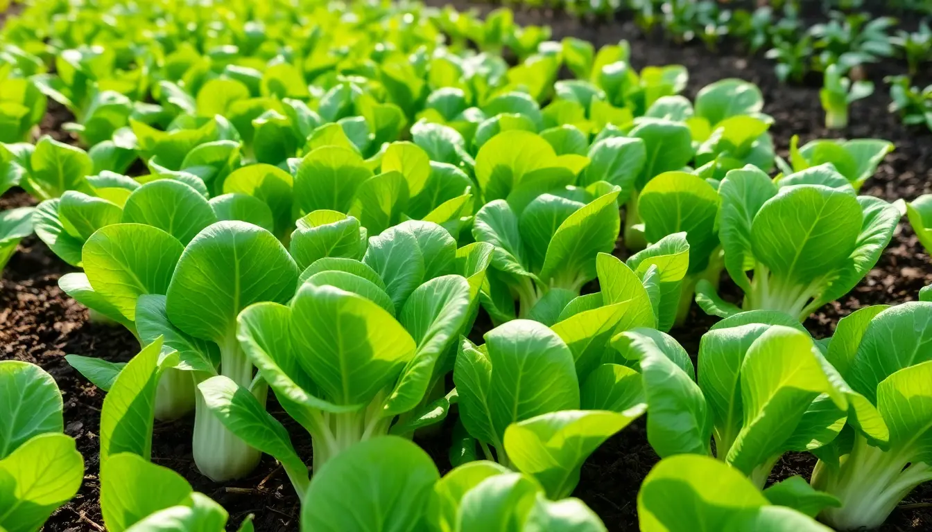 How to Grow Bok Choy from Seed – Your Complete NZ Growing Guide