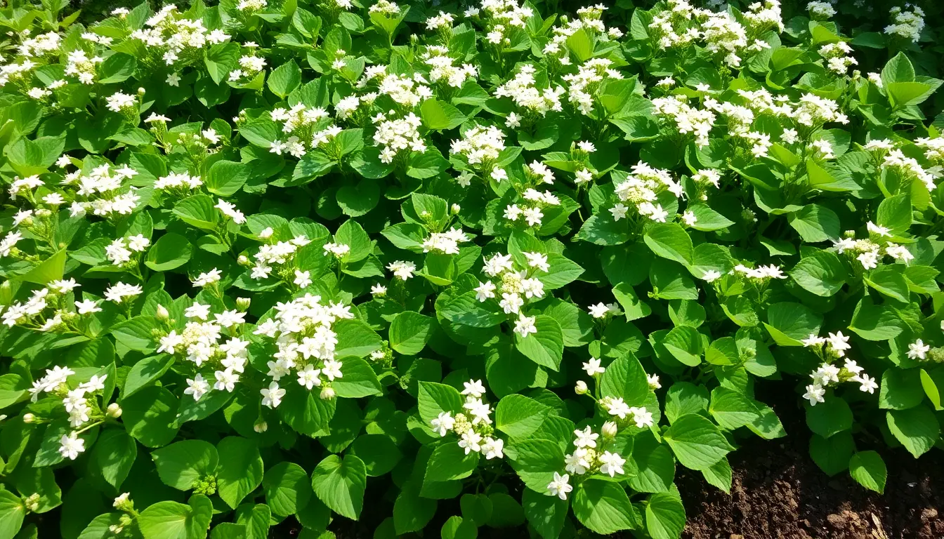 How to Grow Buckwheat from Seeds – Your Complete Guide to Growing Buckwheat in New Zealand