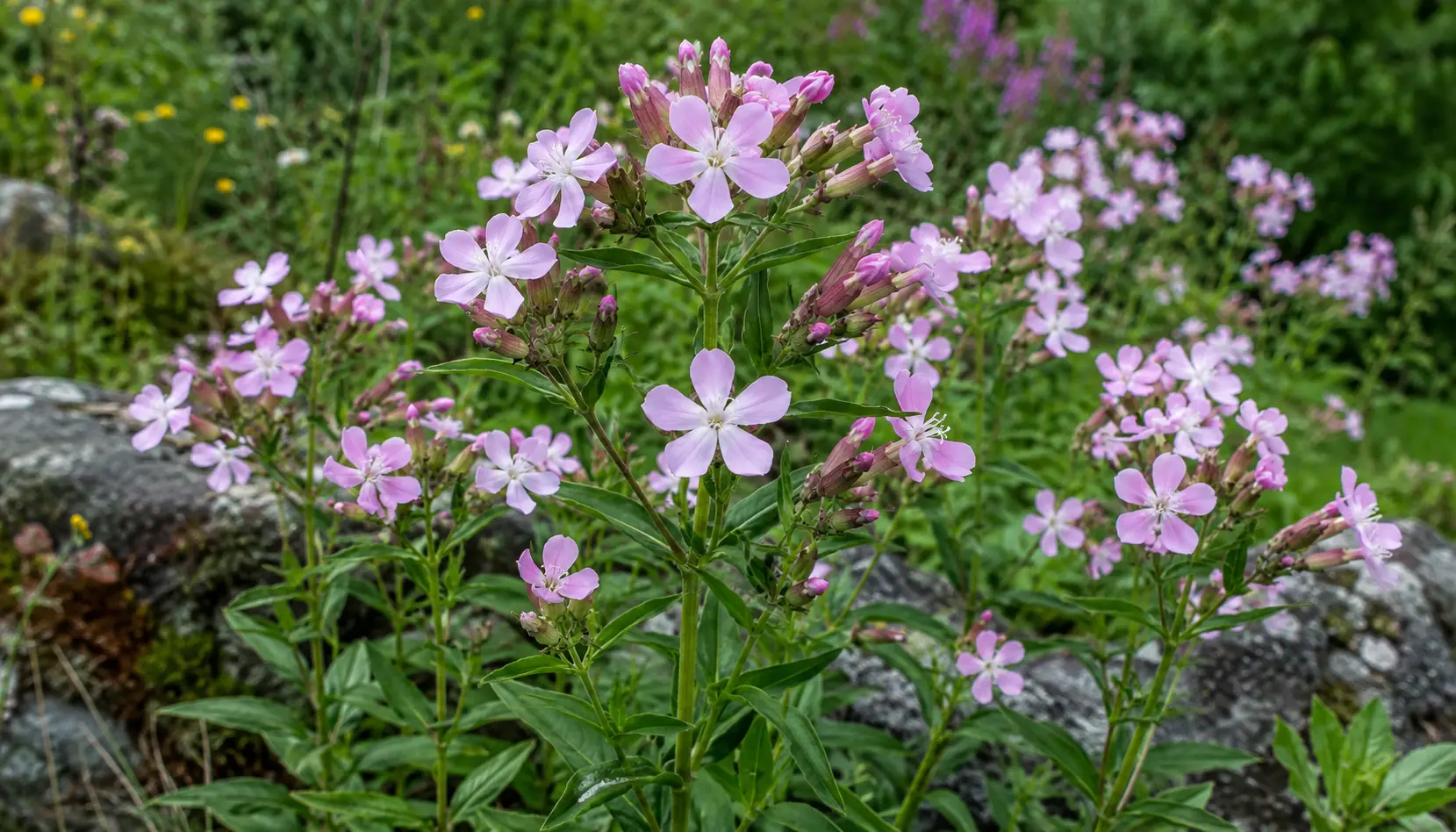 🌿 Soapwort Laundry Detergent: Make Your Own at Home NZ