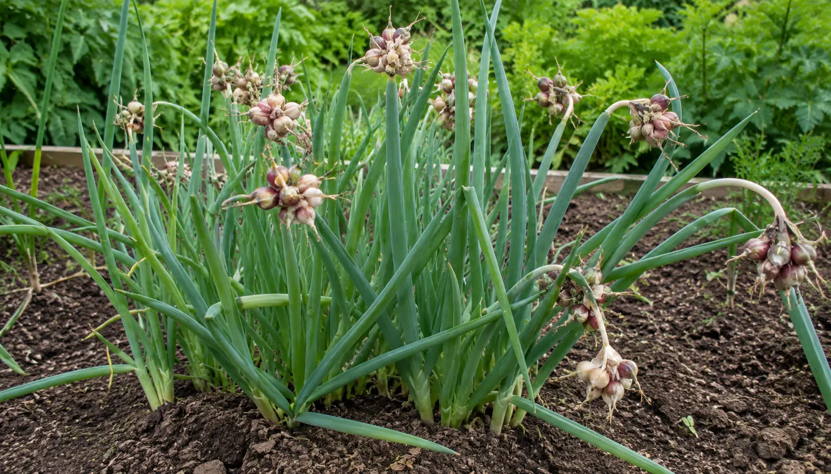 🌱 How to Grow Egyptian Walking Onions in NZ ✨