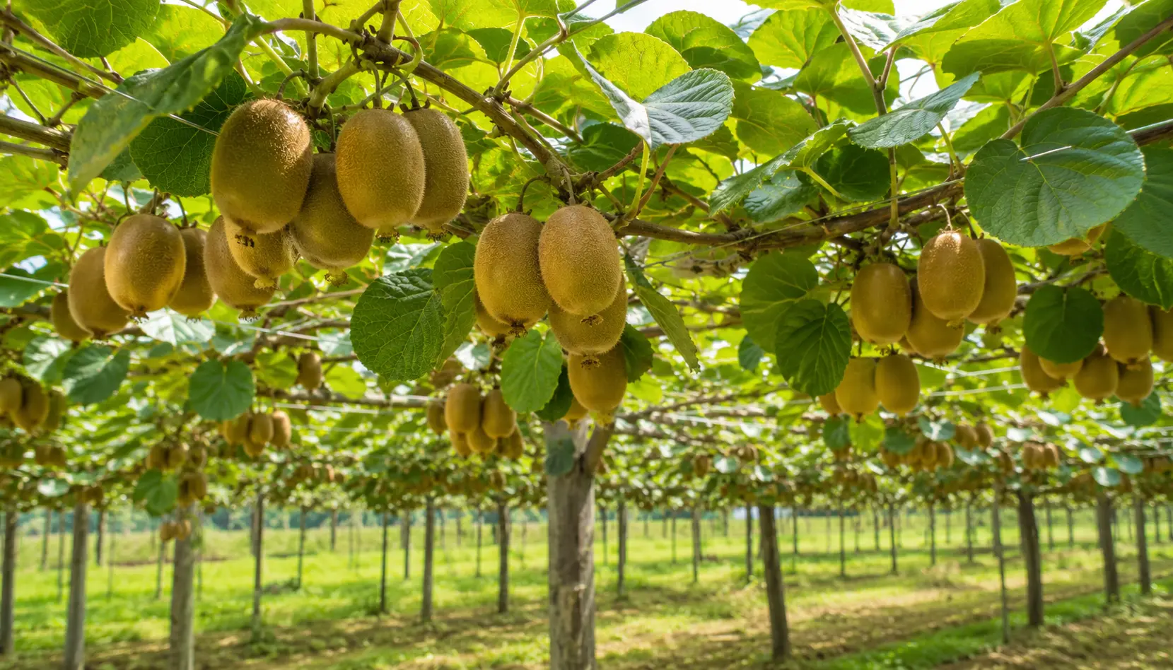 🌿 How to Grow Kiwifruit from Seed in NZ — Full Guide